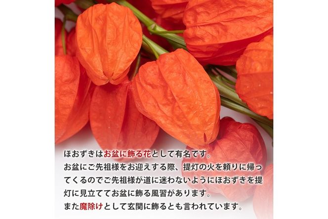 ＜先行予約受付中！お盆前頃に発送予定＞驚きの大きさ！ 宇目産ほおずき(5本・2L) 生花 お盆 仏花 鬼灯 お盆飾り お供え 盆 ホウズキ 盆 飾り 切花 切り花 大分県 佐伯市【BZ63】【清幸農園】