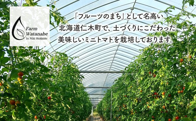 北海道 仁木町産 高糖度 ミニトマトジュース 1L×12本 [エコスイート] 無塩・無糖・保存料無添加 栽培期間中農薬・化学肥料・除草剤不使用【2025年産】 [Farm Watanabe]