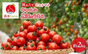 【2026年7月発送】富良野産 採れたて直送! ミニトマト 「キャロル10」「殊玉のうまみ」 各1kg【約2kg】 (清水farm) トマト ミニトマト とまと 野菜 新鮮 甘い 季節限定 北海道 富良野 ふらの