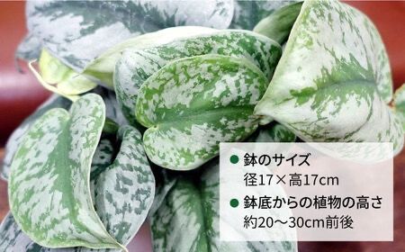 シルバーグリーンの斑模様が美しい『 スキンダプサス 』 糸島市 / cocoha 観葉植物 [AWB030]