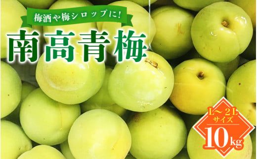  南高梅 青梅 紀州 10kg (L～2Lサイズおまかせ) 紀美野町産 【JAながみね】 / 梅 紀州南高梅 和歌山県産 梅干し 梅酒 梅シロップ 梅ジュース ※2026年6月中旬～6月下旬に順次発送 ※沖縄・離島配送不可 【jan005A】