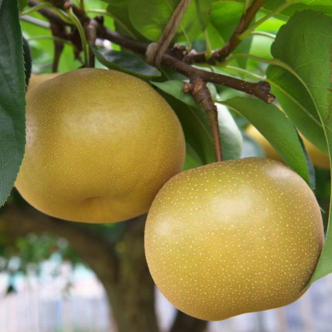 【数量限定】和歌山県産の梨 約2kg（品種おまかせ）