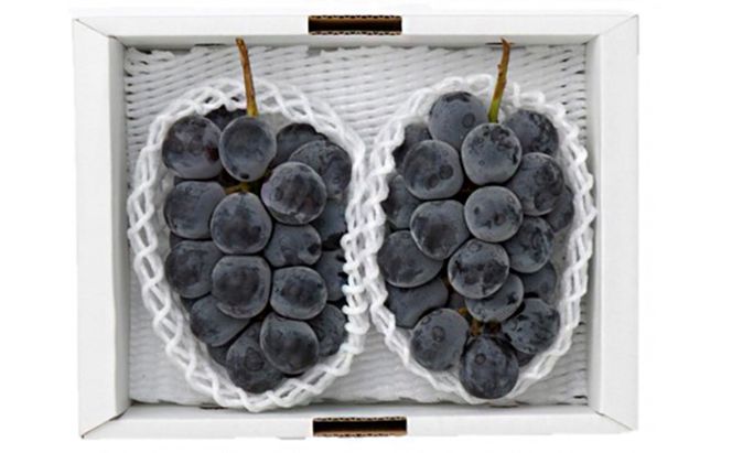 ぶどう 2026年 先行予約 ニューピオーネ2房(1房480g以上) 化粧箱入り ブドウ 葡萄 岡山県産 国産 フルーツ 果物 ギフト 