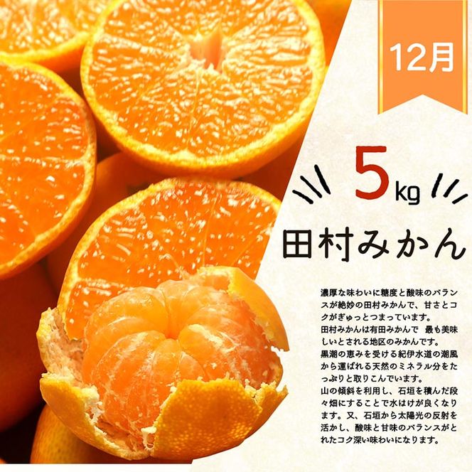 〈定期便〉【12・2・3月 全3回】紀州和歌山産旬の柑橘セット（田村みかん・はるみ・不知火） ※離島への配送不可
