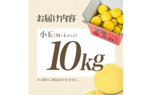 【日本ギフト大賞2024受賞】先行予約 園主こだわりの土佐文旦 10キロ 小玉（L～Mサイズ） 2027年1月下旬より順次発送 文旦 10kg 家庭用 贈答用 ぶんたん ブンタン 柑橘【やの一果彩】 [BQAC018]