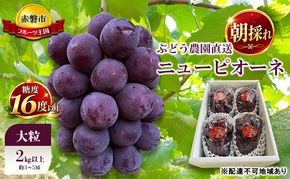 ぶどう 2027年 先行予約 ぶどう農園直送 朝採れ ニューピオーネ 大粒 2kg以上(約3～5房) 糖度16度以上 ブドウ 葡萄 岡山県 赤磐市産 フルーツ 果物 ギフト