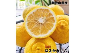 【人気柑橘】特撰 はるかみかん 5kg+200g(傷み補償分) ｜ 蜜柑 柑橘 果物 フルーツ くだもの 果実 国産 和歌山