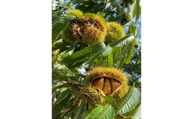 丹波栗 1kg M～3L  サイズ 京都 丹波産 南丹市 大粒 生栗 和栗 国産 丹波栗