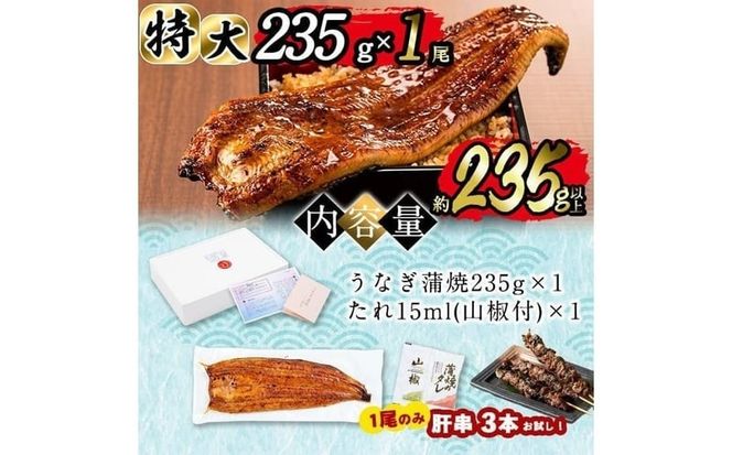 【志布志市制20周年記念】＜期間限定規格＞日ノ本一の鰻の蒲焼き＜特大＞1尾(約235g以上) a4-071-sbs