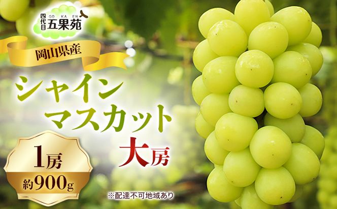 ぶどう 2026年 先行予約 シャイン マスカット 1房 約900g 大房 岡山県産 四代目 五果苑 果物類 フルーツ 糖度20度 甘い 種なし 皮ごと