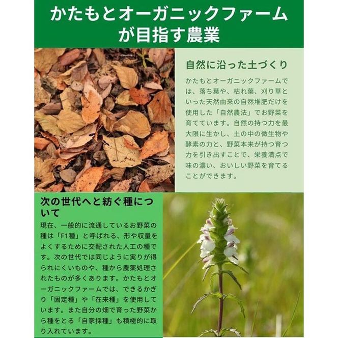 【期間限定】自然栽培のさつまいも 6kg 鳴門金時 京都 亀岡産 かたもとオーガニックファームよりお届け《サツマイモ 野菜 産地直送 国産 スイーツ》 ※2024年11月上旬～2025年1月下旬頃に順次発送予定 ※離島への配送不可