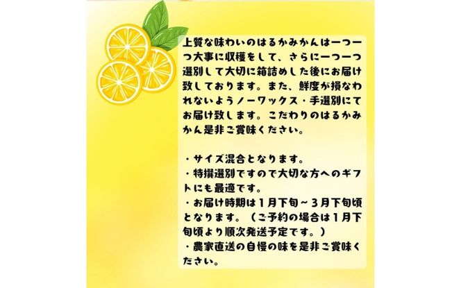 【先行予約】【人気柑橘】 特撰 はるかみかん 約1.5kg+200g(傷み補償分) ※2027年1月下旬～3月下旬に順次発送【ard248A】