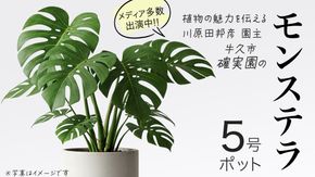 モンステラ 5号ポット 1点 家庭 で 園芸 鉢植え 苗 庭木 果樹 ガーデニング 植物 確実園 観葉植物 インテリア 植木鉢 [BG018us]