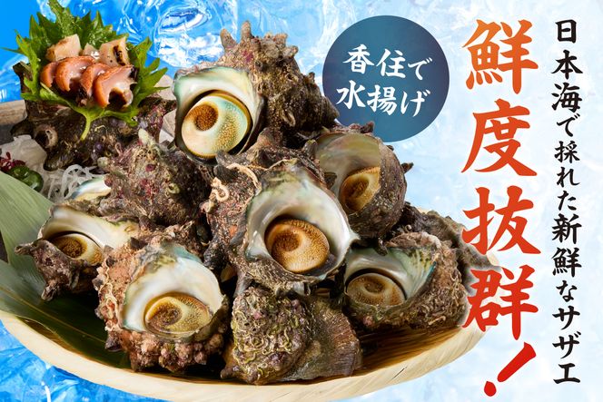【兵庫県香住産 天然 活 サザエ 1kg（7～10個）冷蔵】香住で水揚げされた新鮮なサザエをお届け つぼ焼き 炊き込みご飯 サザエ飯 酒の肴 磯の香り 風味豊か さざえ 新鮮 天然 海鮮 大人気 夏休み BBQ バーベキュー キャンプ お盆 海 日本海 兵庫県 香美町 香住 柴山 宿院商店 33-19