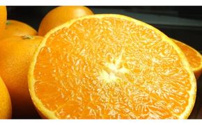 V7410_せとか 秀品 約5kg 和歌山県有田産 春みかん 春柑橘 (果実サイズおまかせ)/紀伊国屋文左衛門本舗