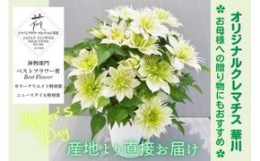 【先行予約】【長谷川園芸】オリジナル クレマチス「華川」〔ベストフラワー賞受賞品種〕５寸【母の日 ギフト プレゼント 贈答 花のある生活】(AT213)