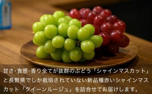 クイーンルージュ® &シャインマスカット 詰合せ 各1房 約1kg ［おぶせファーマーズ］ 果物 フルーツ くだもの ぶどう 葡萄 ブドウ クール便 冷蔵便 令和7年産 【2025年9月下旬～10月下旬発送】 ［F-541］