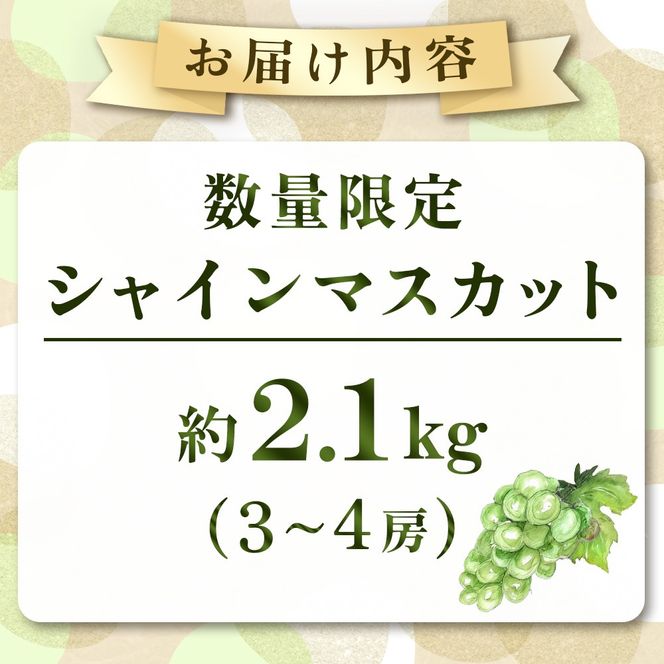 【産直もぎたて】シャインマスカット 2.1kg(シャインマスカット ぶどう 葡萄 フルーツ 果物 国産 宮崎県産 小林市産 産地直送 朝採れ もぎたて 数量限定)