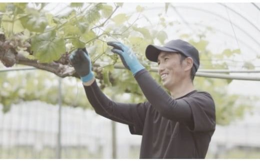 【高原のフレッシュワイン】マスカットベリーA（ロゼ・辛口）