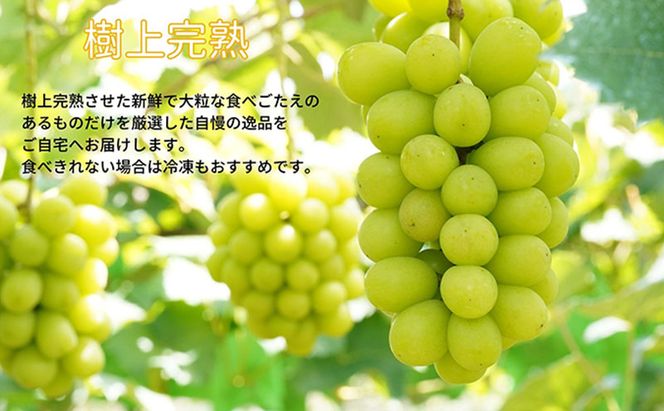 厳選 シャインマスカット 2房 合計1.1kg以上 産地直送 朝採れ ぶどう 葡萄 Kawahara Green Farm 岡山県産 2026年 先行予約