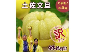 【先行予約】【果樹園直送】土佐文旦 訳ありご家庭用 約5kg L～4Lサイズ 約7～13個入り〈2027年2月中旬～3月下旬頃発送〉  / B級品 ぶんたん ブンタン フルーツ 柑橘 みかん 果物 くだもの 柑橘類【白木果樹園】 [BQAI013]