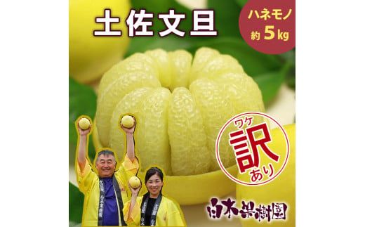 【先行予約】【果樹園直送】土佐文旦 訳ありご家庭用 約5kg L～4Lサイズ 約7～13個入り〈2027年2月中旬～3月下旬頃発送〉  / B級品 ぶんたん ブンタン フルーツ 柑橘 みかん 果物 くだもの 柑橘類【白木果樹園】 [BQAI013]
