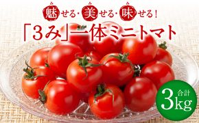 魅せる・美せる・味せる！「３み」一体ミニトマト！ 八代市産 トマト ミニトマト 約3kg 野菜 とまと 熊本県 八代市