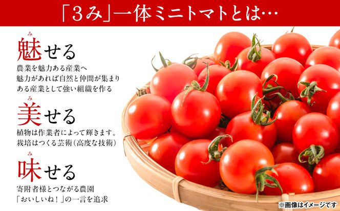 魅せる・美せる・味せる！「３み」一体ミニトマト！ 八代市産 トマト ミニトマト 約3kg 野菜 とまと 熊本県 八代市