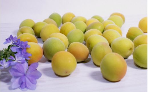 青梅 10kg Mサイズ以上のサイズおまかせ / 梅酒 梅ジュース 梅 和歌山 梅干し 梅シロップ 和歌山県産※2026年6月下旬～7月上旬に順次発送 ※北海道・沖縄・離島への配送不可【frt508-r-10】