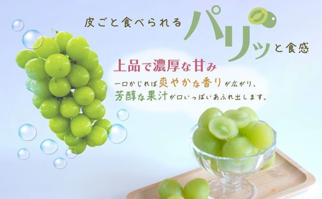 【2026年先行予約】山梨県産 シャインマスカット 1房（約700g）｜大粒 高糖度 種なし 甘い ぶどう 葡萄 フルーツ 果物 産地直送 贈答用 送料無料  JX002 