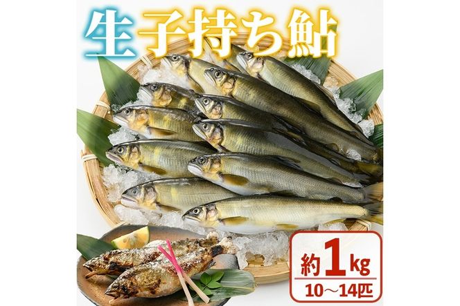 【北海道・離島不可】＜先行予約受付中！2025年10月～11月中旬の間に発送予定＞＜期間限定＞生子持ち鮎(約1kg・10～14匹) 鮎 冷蔵 子持ち鮎 生き〆 生きシメ 国産 門川町産 宮崎県産 塩焼き あゆ 川魚 養殖 香魚 期間限定 【ME-02】【米良水産】