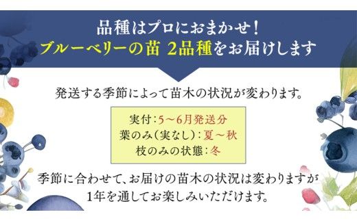 ブルーベリー の 苗 2品種セット （品種おまかせ） ラビットアイ系 ハイブッシュ系サザン サザンハイブッシュ系 苗 庭木 果樹 ガーデニング [BG013us]