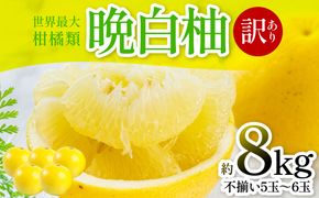 【先行予約】 晩白柚 （訳あり：不揃い5～6玉）約8kg 柑橘 果物 フルーツ 熊本県産 ばんぺいゆ フルーツ 柑橘 特産品【2026年1月上旬より順次発送】