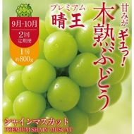 先行予約 9月・10月発送 2回定期便 木熟ぶどう ハレノシャイン シャインマスカット晴王 プレミアム シャインマスカット 晴王 1房 800g以上 岡山県産 赤秀品以上 ぶどう おすすめ ハレノフルーツ