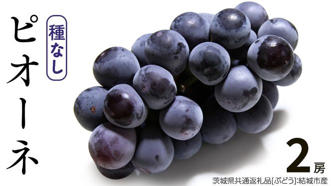ピオーネ 2房 【2026年8月より発送開始】（茨城県共通返礼品 [ぶどう]：結城市産）田舎の頑固おやじが厳選！ ぶどう ブドウ 葡萄 大粒 ギフト 甘い 美味しい フルーツ [BI267-NT]