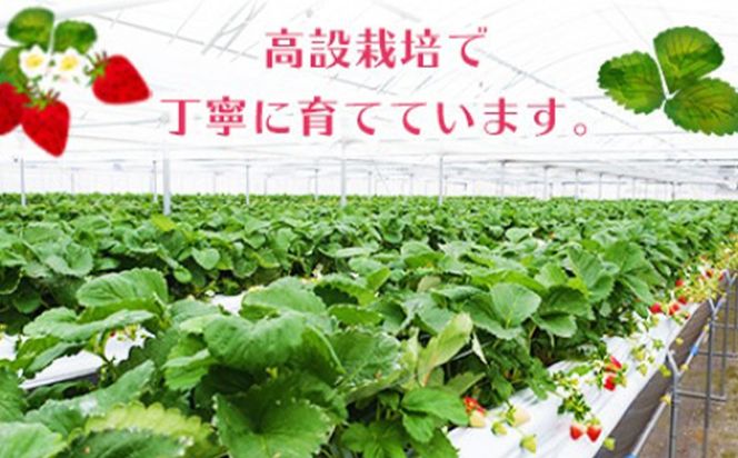 ＜宮崎県産 有機いちご 約1kg（約250g×4パック）＞2026年1月下旬～3月上旬迄に順次出荷 フルーツ 果物 くだもの いちご イチゴ 苺 冷蔵 有機栽培 さがほのか あまおとめ
