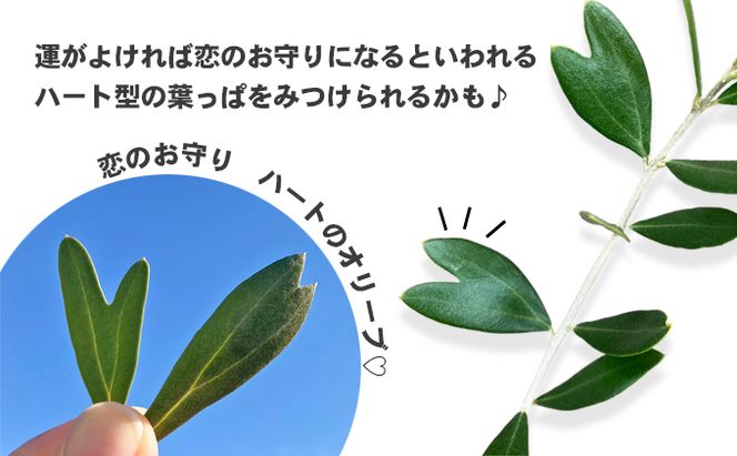 瀬戸内のオリーブ 苗木 1本 植物
