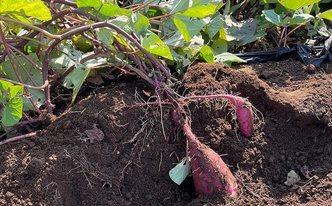 さつまいも 紅はるか 5kg | サツマイモ さつま芋 芋 べにはるか 熟成 静岡県 御殿場市 ※2026年10月～発送