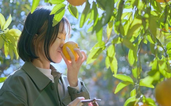むなかた大島五色の旅「黄」甘夏収穫と甘夏ソース作り（3名様）～テーマは【実り】～【DMOむなかた】_HA2105 宗像大島 体験 チケット 甘夏 福岡県宗像市 宗像市 福岡 宗像