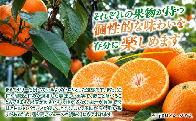 【先行予約】【数量限定】田縁農園の岬（はな）まどんな＆温州みかんセット （2026年11月25日より順次発送） IKTA005