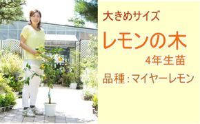鉢植え レモンの木 4年生 苗 1本 大きめサイズ 配送不可 北海道 沖縄 離島 苗木 れもん 檸檬 四年 