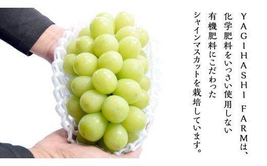 ハウス栽培 の シャインマスカット 1房 ( 約500g～600g ) 令和8年産 先行予約 化学肥料不使用 ぶどう ブドウ 葡萄 フルーツ [EK001ci]