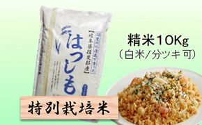 特別栽培米 【 令和8年産 】 精米 10kg（白米/5分/7分ツキ可）【 ハツシモ 】玄米は別に出品