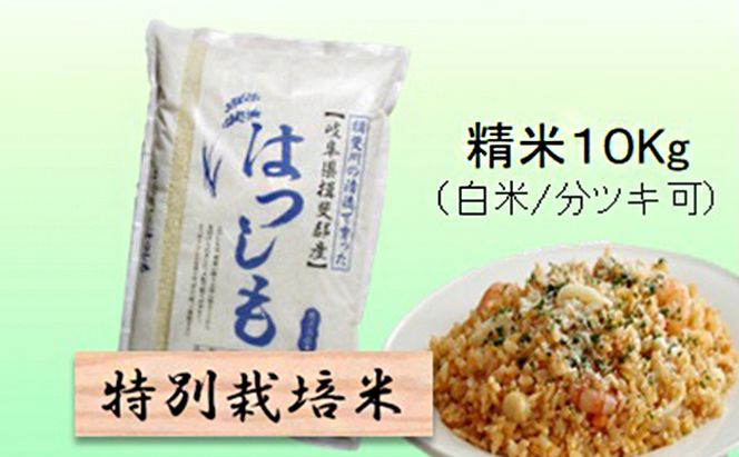特別栽培米 【 令和8年産 】 精米 10kg（白米/5分/7分ツキ可）【 ハツシモ 】玄米は別に出品