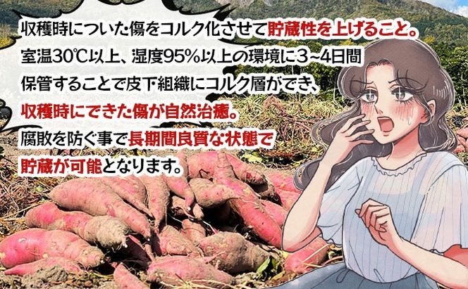 北海道 伊達 さつまいも 紅はるか 5kg 熟成 高糖度 サツマイモ 芋 甘い スイートヤバ芋 産地直送