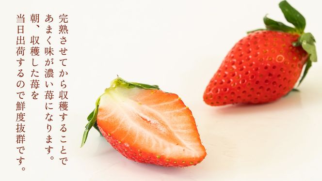完熟 やよいひめ 2パック 先行予約 大粒 イチゴ 苺 いちご フルーツ 果物 [AF058ci]