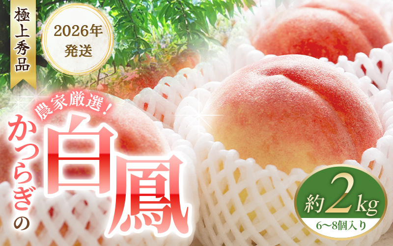 [予約受付]桃の王様 白鳳 [特秀品] 約2kg(6個~9個) [2026年6月末頃〜2026年7月末頃に順次発送予定](お届け日指定不可)/ 桃 もも 白鳳 フルーツ 果物 くだもの [kgr009