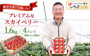 プレミアムな完熟スカイベリー（48粒または60粒）4トレイ1600g 【先行予約/数量限定】| 栃木県 鹿沼市 産地直送 旬 いちご こだわり 高級品 贈答用 イチゴ 苺 果物 フルーツ 期間限定 ※2026年12月～発送