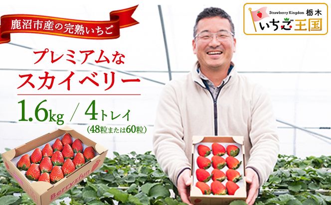 プレミアムな完熟スカイベリー（48粒または60粒）4トレイ1600g 【先行予約/数量限定】| 栃木県 鹿沼市 産地直送 旬 いちご こだわり 高級品 贈答用 イチゴ 苺 果物 フルーツ 期間限定 ※2026年12月～発送