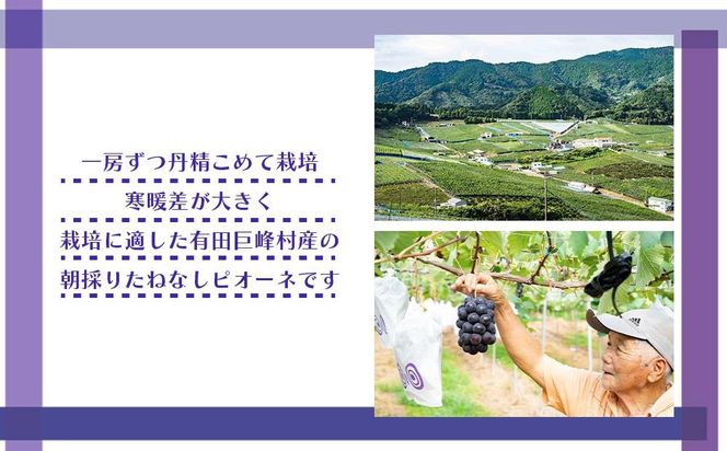 ［新鮮・産直］有田巨峰村の朝採りたねなしピオーネ　約2kg★2025年８月中旬頃より順次発送 BZ079